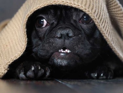 5 Common Dog Phobias