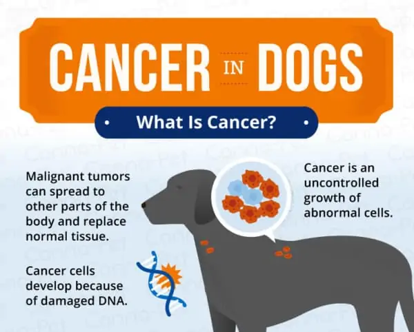 Part II - Cancer In Dogs - Decisions And Care