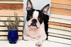 Meet & Greet - Paws Pet Care